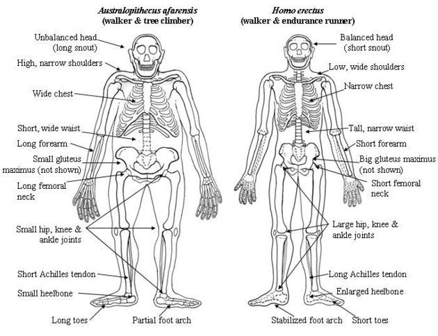 Skeletal system essay